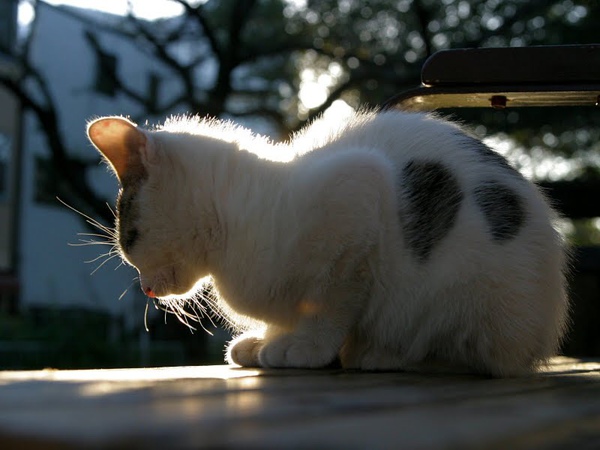 homeless_cat_00img_6313-x.jpg