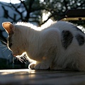 homeless_cat_00img_6313-x.jpg