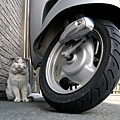 homeless_cat_00istd01480-x.jpg