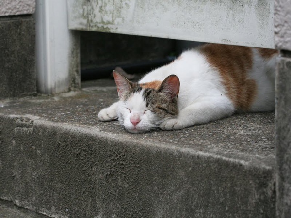 homeless_cat_00kdn-000136-s-x.jpg