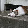 homeless_cat_00kdn-000136-s-x.jpg