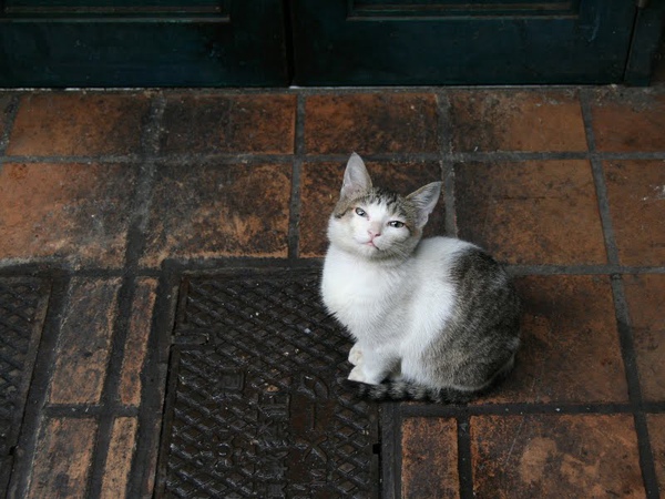 homeless_cat_00kdn-000602-x.jpg