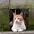 homeless_cat_00kdn-002263-x.jpg