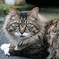 homeless_cat_00kdn-003771-x.jpg