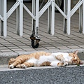 homeless_cat_00kdn-006619-x.jpg