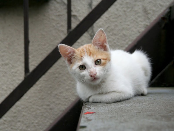 homeless_cat_00kdns-001801-x.jpg
