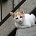 homeless_cat_00kdns-001801-x.jpg