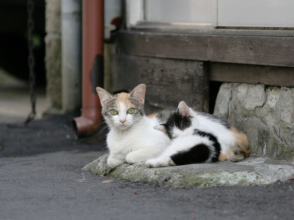 homeless_cat_00kdns-005606-x.jpg