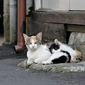 homeless_cat_00kdns-005606-x.jpg
