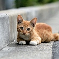 homeless_cat_00kdns-005786-x.jpg