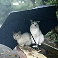 homeless_cat_3c1b0177-x.jpg