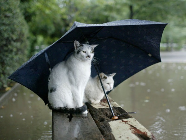 homeless_cat_3c1b0257-x.jpg