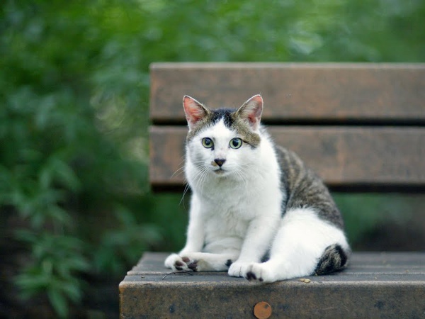 homeless_cat_3c1b8689-x.jpg