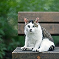 homeless_cat_3c1b8689-x.jpg