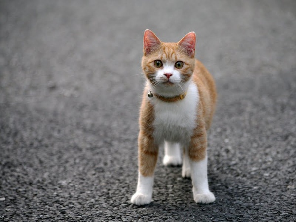 homeless_cat_5db-001115-x.jpg