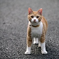 homeless_cat_5db-001115-x.jpg
