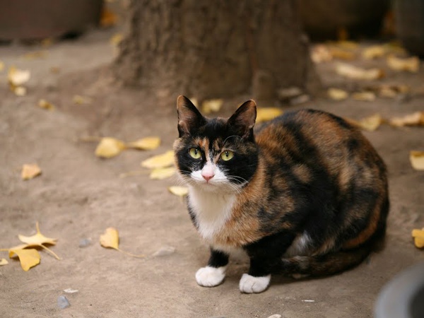homeless_cat_5db-002978-x.jpg