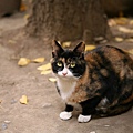 homeless_cat_5db-002978-x.jpg