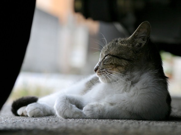 homeless_cat_10d-003351-x.jpg