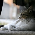 homeless_cat_10d-003351-x.jpg