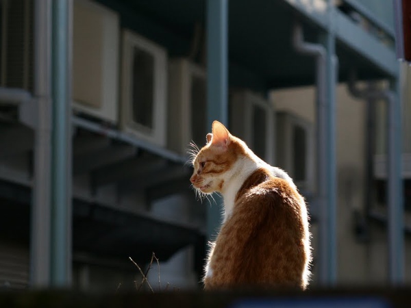 homeless_cat_20d-001061-x.jpg
