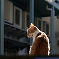 homeless_cat_20d-001061-x.jpg
