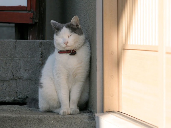 homeless_cat_20d-001527-x.jpg