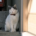 homeless_cat_20d-001527-x.jpg
