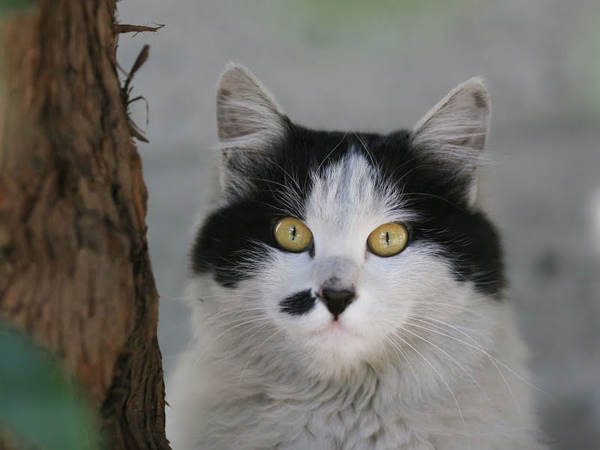 homeless_cat_20d-006638-x.jpg