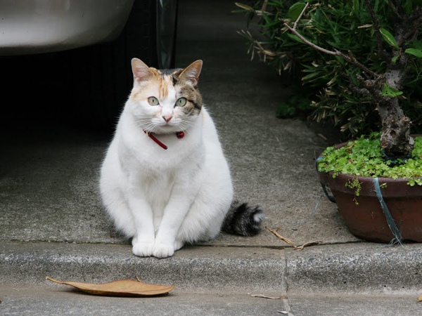 homeless_cat_20d-011434-x.jpg
