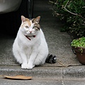 homeless_cat_20d-011434-x.jpg