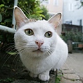 homeless_cat_20d-011859-x.jpg