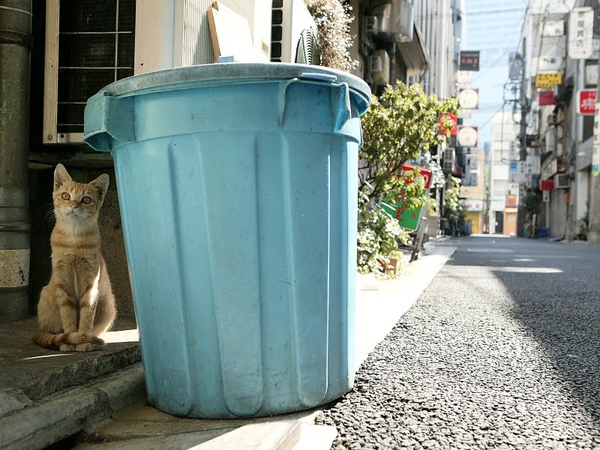 homeless_cat_993v0336-x.jpg