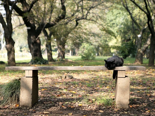 homeless_cat_993v2888-x.jpg