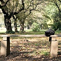 homeless_cat_993v2888-x.jpg