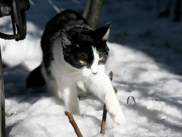 homeless_cat_ds2-001701-x.jpg
