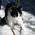 homeless_cat_ds2-001701-x.jpg