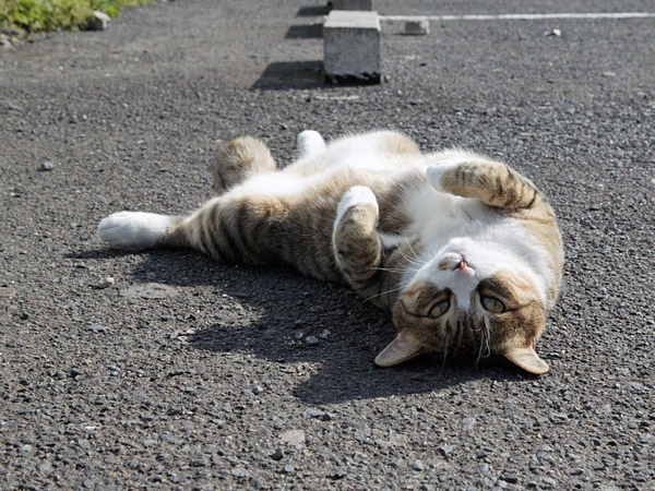 homeless_cat_dsa04-004490-x.jpg
