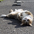 homeless_cat_dsa04-004490-x.jpg
