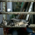 homeless_cat_dsa04-014305-x.jpg