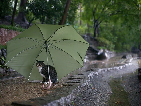 homeless_cat_dsa04-019458-b-x.jpg