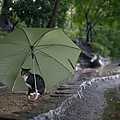 homeless_cat_dsa04-019458-b-x.jpg