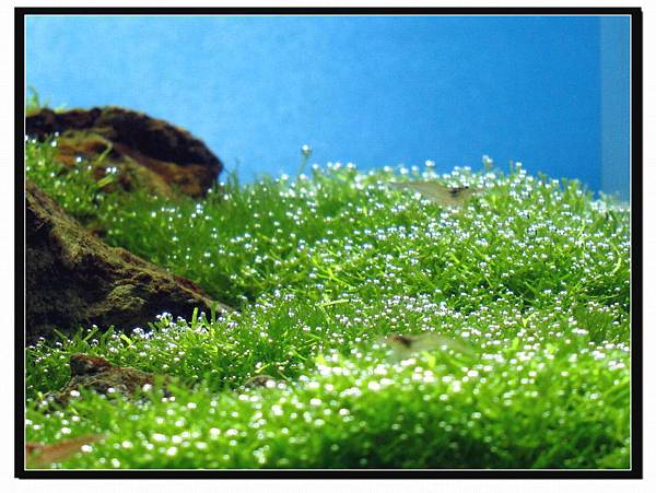 水草種類 迷你鹿角苔 小小水草缸 痞客邦
