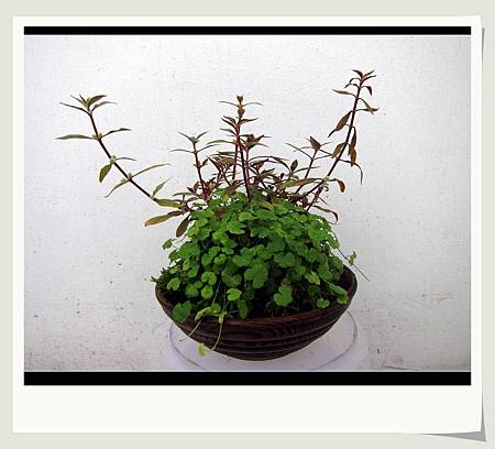 小不點版の侘び草 陰性版v S陽性版 合體 我的小小水草造景缸 痞客邦 小不點版の侘び草 陰性版v S陽性版 合體 我的小小水草造景缸 痞客邦