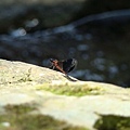 DSC06101.JPG