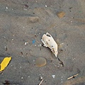 DSC06254.JPG