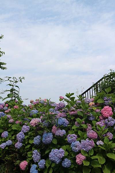 淺草和服體驗 繡球花開 淺草愛和服 痞客邦