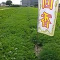 無農藥殘留茴香 (客家香菜)