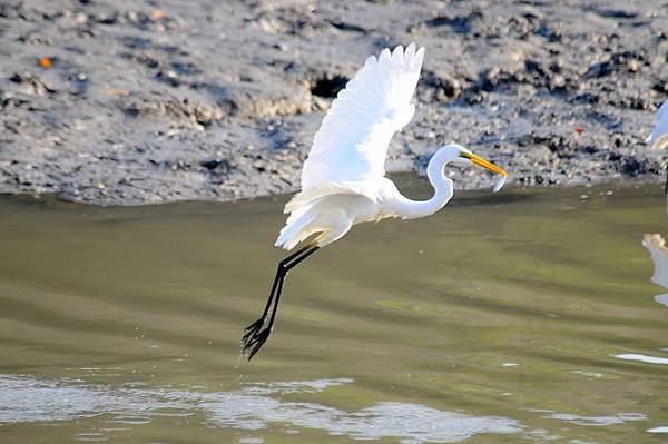 溪谷間的野鳥