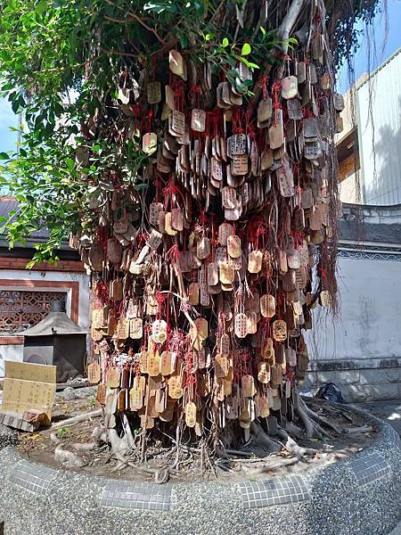 台南兩隻小🐷_190929_0057.jpg 台南兩隻小🐷_190929_0057.jpg